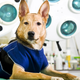 Illustration for article titled Doggie Liposuction Is a Thing